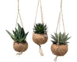 <p><strong>Drie verschillende Aloë vera planten in stijlvolle Kokodama pot</strong></p> <p>Breng een vleugje natuurlijke rust en elegantie in uw huis met de Kokodama Aloe Mix. Deze set bevat drie prachtige Aloë vera planten, elk in een stijlvolle Kokodama pot. Perfect om elke ruimte op te fleuren en een frisse, groene sfeer te creëren.</p> <p><strong>Kenmerken:</strong></p> <p>Aantal stuks: 3<br />Potmaat: Ø 15 cm<br />Hoogte planten: 25 cm</p> <p><strong>Productbeschrijving:</strong></p> <p>De Kokodama Aloe Mix is een zorgvuldig samengestelde set van drie verschillende Aloë vera planten, bekend om hun sierlijke, stekelige bladeren en geneeskrachtige eigenschappen. Elke plant is gehuisvest in een handgemaakte Kokodama pot, vervaardigd van 99% natuurlijke kokosvezels. Deze milieuvriendelijke potten voegen een natuurlijke en rustieke charme toe aan uw interieur.</p> <p>Aloë vera planten zijn geliefd om hun onderhoudsvriendelijke karakter en veelzijdige gezondheidsvoordelen. Ze staan bekend om hun vermogen om de lucht te zuiveren en zijn tevens een populaire keuze voor het verlichten van huidirritaties dankzij hun helende sap. Met een potdiameter van 15 cm en een planthoogte van 25 cm, zijn deze planten ideaal om zowel kleine als grotere ruimtes te verfraaien.</p> <p><strong>Voordelen:</strong></p> <p><strong>* </strong>Milieuvriendelijk: Kokodama potten zijn gemaakt van natuurlijke materialen en zijn volledig biologisch afbreekbaar.</p> <p>* Onderhoudsvriendelijk: Aloë vera planten zijn gemakkelijk te verzorgen en vereisen minimale aandacht.</p> <p>* Decoratief: Deze set is perfect om een vleugje natuur en schoonheid toe te voegen aan uw interieur, of het nu gaat om een woonkamer, slaapkamer, kantoor of keuken.</p> <p>* Gezondheidsvoordelen: Aloë vera planten hebben luchtzuiverende eigenschappen en hun sap kan worden gebruikt voor het behandelen van huidirritaties.</p> <p>* Veelzijdig: De Kokodama potten kunnen zowel opgehangen als neergezet worden, waardoor u eindeloze decoratiemogelijkheden hebt.</p> <p><strong>Verzorgingstips:</strong></p> <p><strong>* </strong>Licht: Plaats de Aloë vera planten op een plek met helder, indirect zonlicht. Ze kunnen ook wat direct zonlicht verdragen.</p> <p>* Water: Geef de planten water wanneer de bovenste laag van de grond volledig droog is. Zorg ervoor dat er geen water in de pot blijft staan om wortelrot te voorkomen.</p> <p>* Luchtvochtigheid: Aloë vera planten gedijen goed in normale kamerluchtvochtigheid en hebben geen extra besproeiing nodig.</p> <p>Met de Kokodama Aloe Mix haalt u niet alleen een set prachtige en nuttige planten in huis, maar ook een stuk natuur en duurzaamheid. Deze mix is ideaal voor zowel beginnende plantenliefhebbers als ervaren verzamelaars. Voeg deze unieke set vandaag nog toe aan uw interieur en geniet van de serene schoonheid en gezondheidsvoordelen die deze Aloë vera planten bieden!</p>