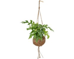 Kokodama Monstera Minima Hang - De Perfecte Hangplant voor Jouw Interieur <p>Breng leven en groen in jouw huis met de <strong>Kokodama Monstera Minima Hang</strong>. Deze prachtige hangende plant, ook wel bekend als de gatenplant, heeft een unieke decoratieve uitstraling die elke ruimte transformeert in een oase van rust en natuur.</p> <h3>Waarom Kiezen voor de Kokodama Monstera Minima Hang?</h3> <ul> <li> <strong>Decoratieve Eyecatcher:</strong> Met zijn kenmerkende gatenplantbladeren voegt deze plant een stijlvol accent toe aan jouw interieur.</li> <li> <strong>Compact Formaat:</strong> Met een lengte van ongeveer 25 cm en een diameter van 15 cm, is deze plant ideaal om op te hangen aan een plafondhaak of balkon.</li> <li> <strong>Eenvoudige Verzorging:</strong> Deze plant heeft weinig eisen. Plaats hem op een lichte plek, maar vermijd direct zonlicht. Regelmatig water geven is voldoende, zorg ervoor dat de potgrond niet te nat wordt.</li> <li> <strong>Natuurlijke Kokodama Pot:</strong> De plant wordt geleverd in een unieke pot van kokosvezels, die zorgt voor uitstekende drainage en een gezond wortelklimaat.</li> <li> <strong>Luchtzuiverend:</strong> Geniet van frisse lucht in huis, terwijl deze plant helpt de luchtkwaliteit te verbeteren.</li> </ul> <h3>Tips voor de Verzorging</h3> <p>Om de <strong>Kokodama Monstera Minima Hang</strong> optimaal te laten groeien, is het belangrijk om de luchtwortels regelmatig te besproeien. Dit helpt de luchtvochtigheid op peil te houden en bevordert een gezonde groei.</p> <h3>Ideaal voor Drukke Levensstijl</h3> <p>Deze hangplant is perfect voor iedereen die een druk leven leidt, maar toch wil genieten van de voordelen van groen in huis. Bestel nu en laat de <strong>Kokodama Monstera Minima Hang</strong> jouw interieur verfraaien!</p> <h3>Kenmerken in het Kort:</h3> <ul> <li> <strong>Naam:</strong> Kokodama</li> <li> <strong>Hoogte:</strong> Ongeveer 25 cm</li> <li> <strong>Potmaat:</strong> Ø15 cm</li> <li> <strong>Kleur:</strong> Groen</li> <li> <strong>Belangrijke Kenmerken:</strong> Luchtzuiverend, decoratief</li> </ul>