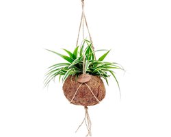 <p>De Chlorophytum Kokodama is een ideale hangplant voor elke ruimte en biedt niet alleen eenstijlvolle uitstraling, maar ook gezonde lucht in huis. Deze graslelie (Chlorophytum comosum) staat bekend als een van de beste luchtzuiverende planten. Deze hangplant vereist weinig onderhoud en is perfect voor iedereen die graag groen in huis wil halen zonder veel moeite.</p> <p>Een van de grootste voordelen van deze plant is dat hij komt in een Kokodama hangpot, die volledig gemaakt is van kokosvezels. Deze pot is 100% biologisch afbreekbaar en vrij van plastic, wat het een milieuvriendelijke keuze maakt. De handgemaakte Kokodama hangpot zorgt ervoor dat de plant een natuurlijke, harmonieuze toevoeging wordt aan je interieur.</p> <p>De Chlorophytum voelt zich het beste in half-schaduw en houdt van licht vochtige grond. Zorg ervoor dat de grond niet uitdroogt, maar vermijd ook dat de wortels in water staan. Hierdoor blijft de plant gezond en fris.</p> <p>Bovendien draagt elke aankoop van deze prachtige Kokodama plant bij aan een goed doel. Een deel van de opbrengst wordt gedoneerd aan projecten in Sri Lanka, waar kinderen toegang krijgen tot betere scholing.</p> <p>Met de Chlorophytum Kokodama voeg je een luchtzuiverende plant toe aan je woning en draag je bij aan een betere wereld. Bestel vandaag nog deze makkelijke, stijlvolle plant en haal natuurlijke frisheid en schoonheid in huis!</p>