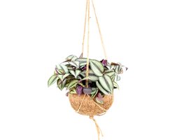 <p>De Tradescantia Zebrina is een opvallende kamerplant die direct in het oog springt met zijn gestreepte, paarsgroene bladeren. Deze prachtige plant brengt een vleugje kleur in elke ruimte en is perfect voor liefhebbers van decoratief groen zonder al te veel onderhoud. De Tradescantia Zebrina dankt zijn naam aan de unieke, tweekleurige bladeren, die zorgen voor een speelse en moderne uitstraling.</p> <p>Net als bij andere Kokodama planten, komt de Tradescantia Zebrina in een handgemaakte Kokodama hangpot, vervaardigd van kokosvezels. Deze pot is 100% biologisch afbreekbaar en vrij van plastic, waardoor hij een duurzame keuze is voor je interieur. De natuurlijke textuur van de Kokodama pot vormt een prachtige combinatie met de levendige kleuren van de Tradescantia Zebrina en zorgt voor een harmonieus geheel dat in elke kamer past.</p> <p>De Tradescantia is een zeer makkelijke plant in verzorging en groeit het beste in half-schaduw tot licht. Zorg ervoor dat de grond licht vochtig blijft, zonder dat de wortels onder water staan. Dit zorgt ervoor dat de plant gezond blijft en volop groeit.</p> <p>Bovendien, met de aankoop van deze unieke Kokodama plant, draag je bij aan een goed doel. Een deel van de opbrengst gaat naar Sri Lanka, waar het wordt gebruikt om kinderen betere scholing te bieden.</p> <p>Haal de Tradescantia Zebrina Kokodama vandaag nog in huis en geniet van een kleurrijke, onderhoudsvriendelijke plant in een duurzame pot. Bestel nu en voeg een vleugje natuur én bewustzijn toe aan je interieur!</p>