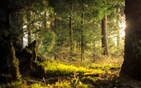 Search For Trees Zoekmachine: Planta gratis bomen met online zoeken