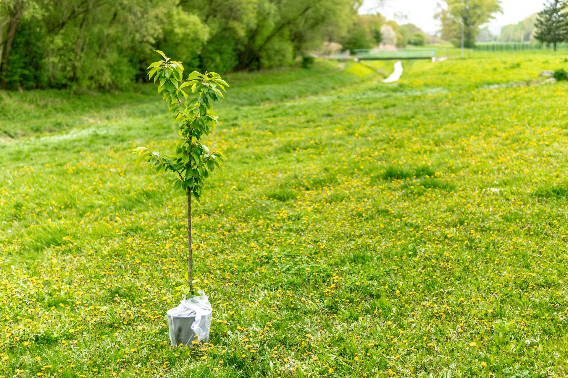 Boom planten als onderdeel van duurzaam ondernemen